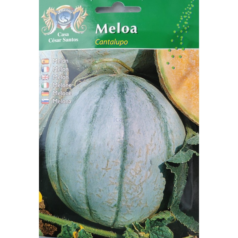 Meloa Cantalupo