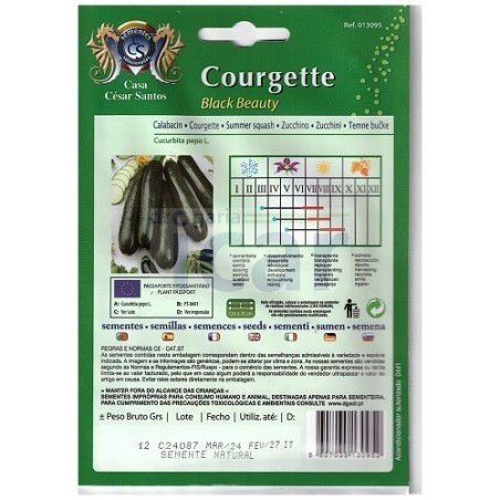 Courgette Black Beauty