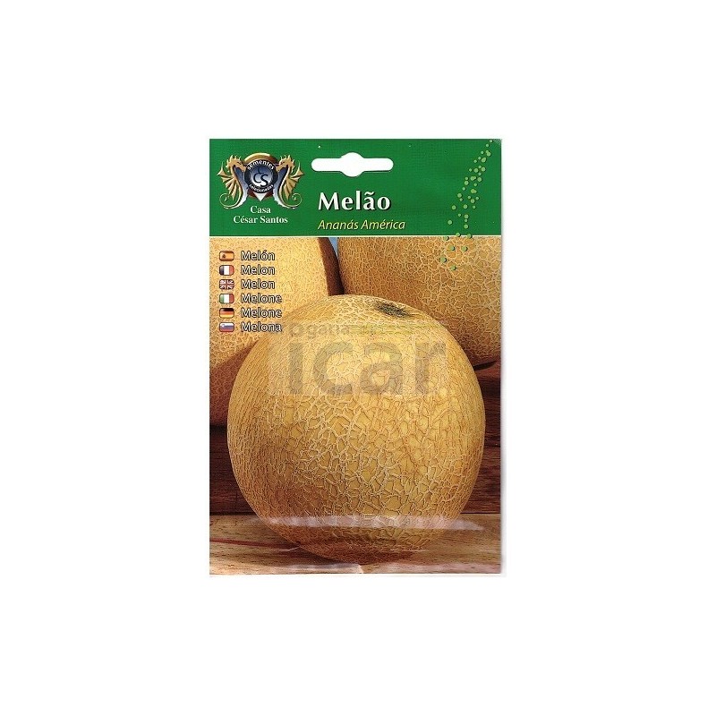copy of MELAO CASCA DE CARVALHO