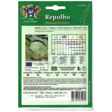 Repolho da Holanda Pé Curto