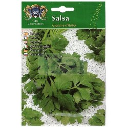 Giant of Italy Parsley Seeds 12gr