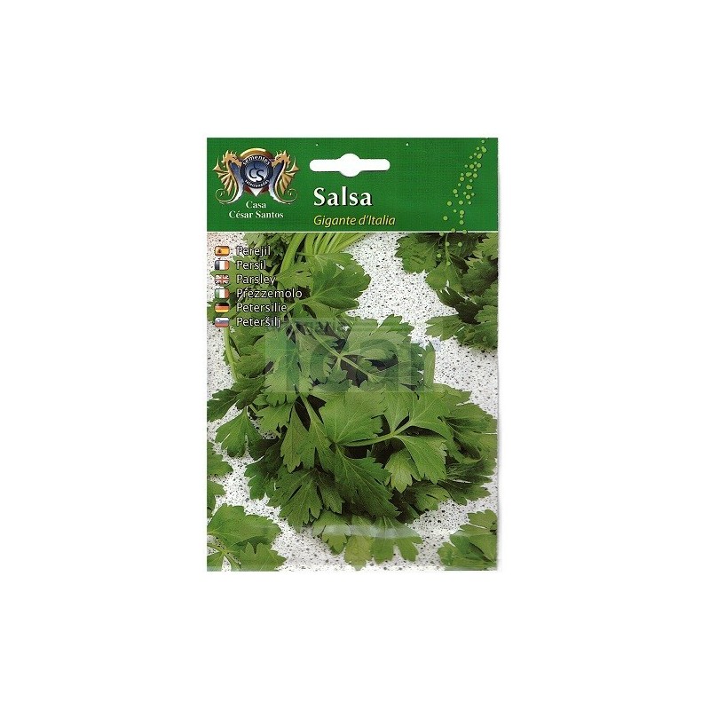 Giant of Italy Parsley Seeds 12gr