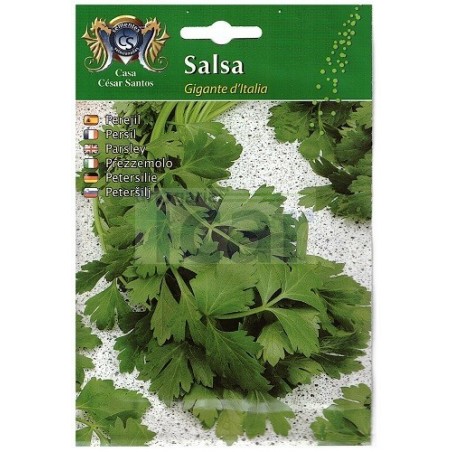 Sementes de Salsa Gigante de Itália 12gr