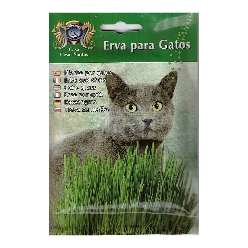 Casa César Santos Cat Grass Seeds 17gr