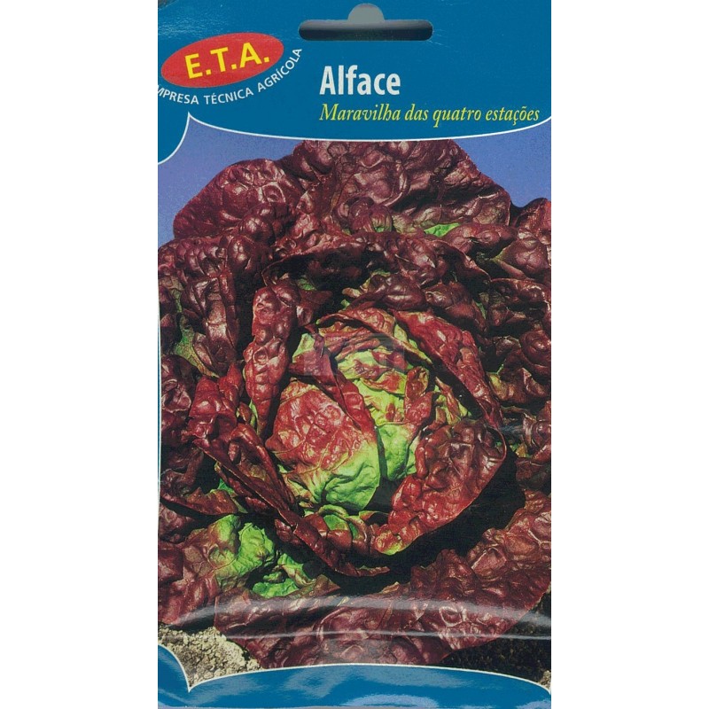 Alface Maravilha das Quatro Estações Alface Maravilha das Quatro Estações