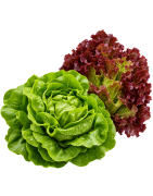 Packet Lettuce Seeds | Icarpedome Online Store