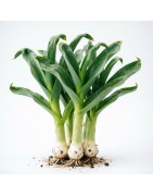 Packet Leek Seeds | Icarpedome Online Store