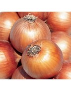 Packet Onion Seeds | Icarpedome Online Store
