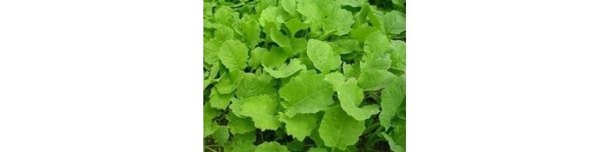 Sementes de Nabiça em Pacote | Icarpedome Loja Online